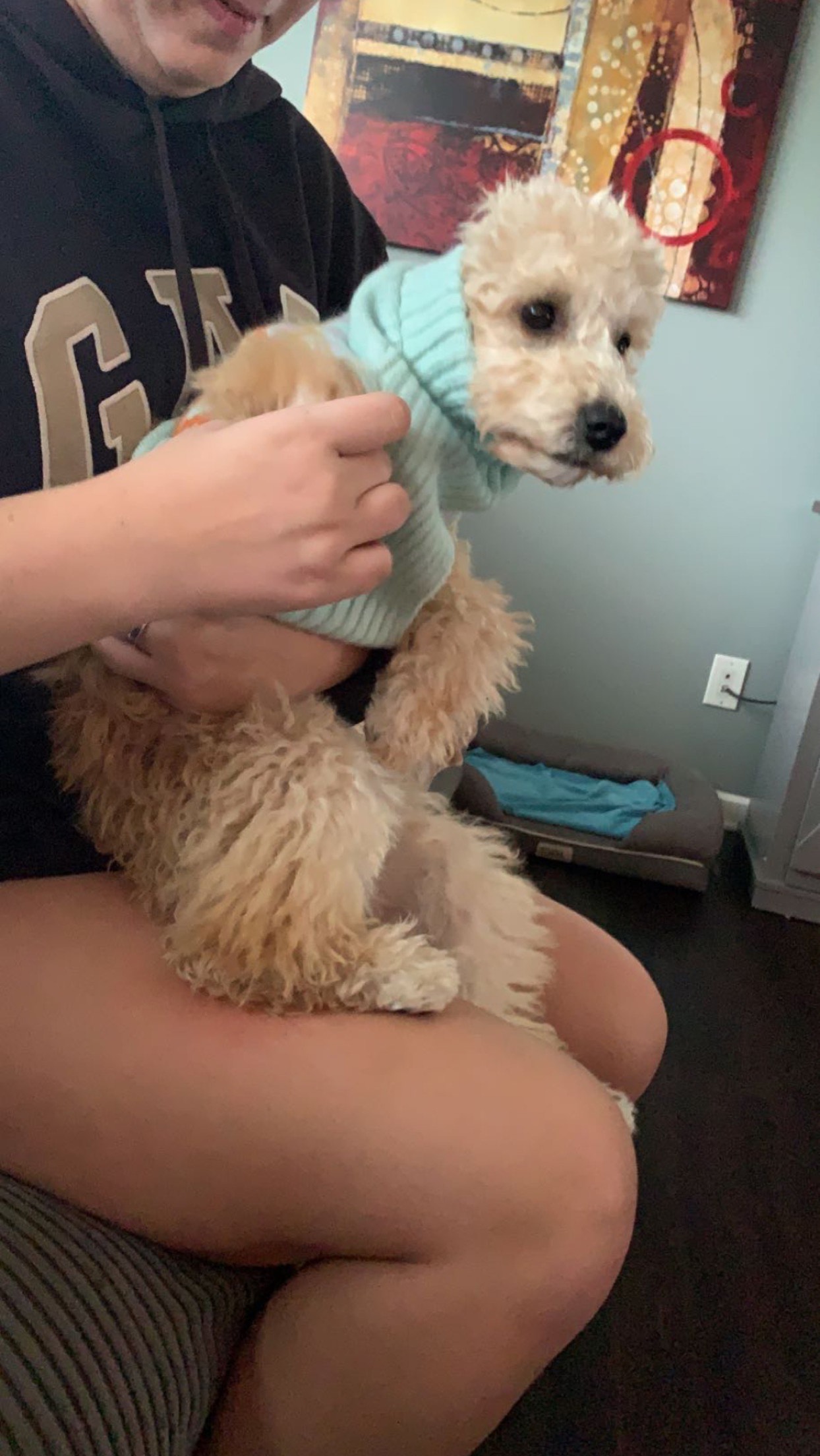 Golden doodle struggling to get a sweater on