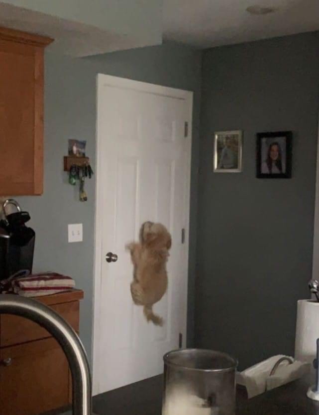 Golden Doodle jumping halfway up a door