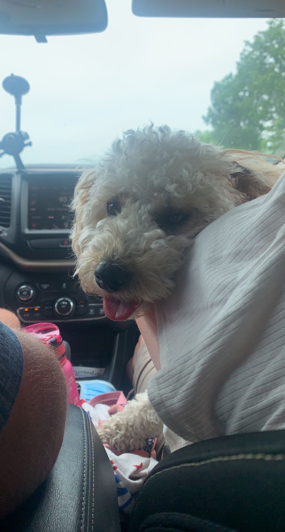 Golden doodle sitting in the front seat of the car with her tounge out