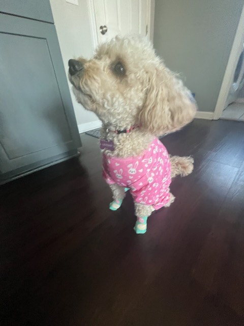 Low angle shot of a golden doodle in pajamas