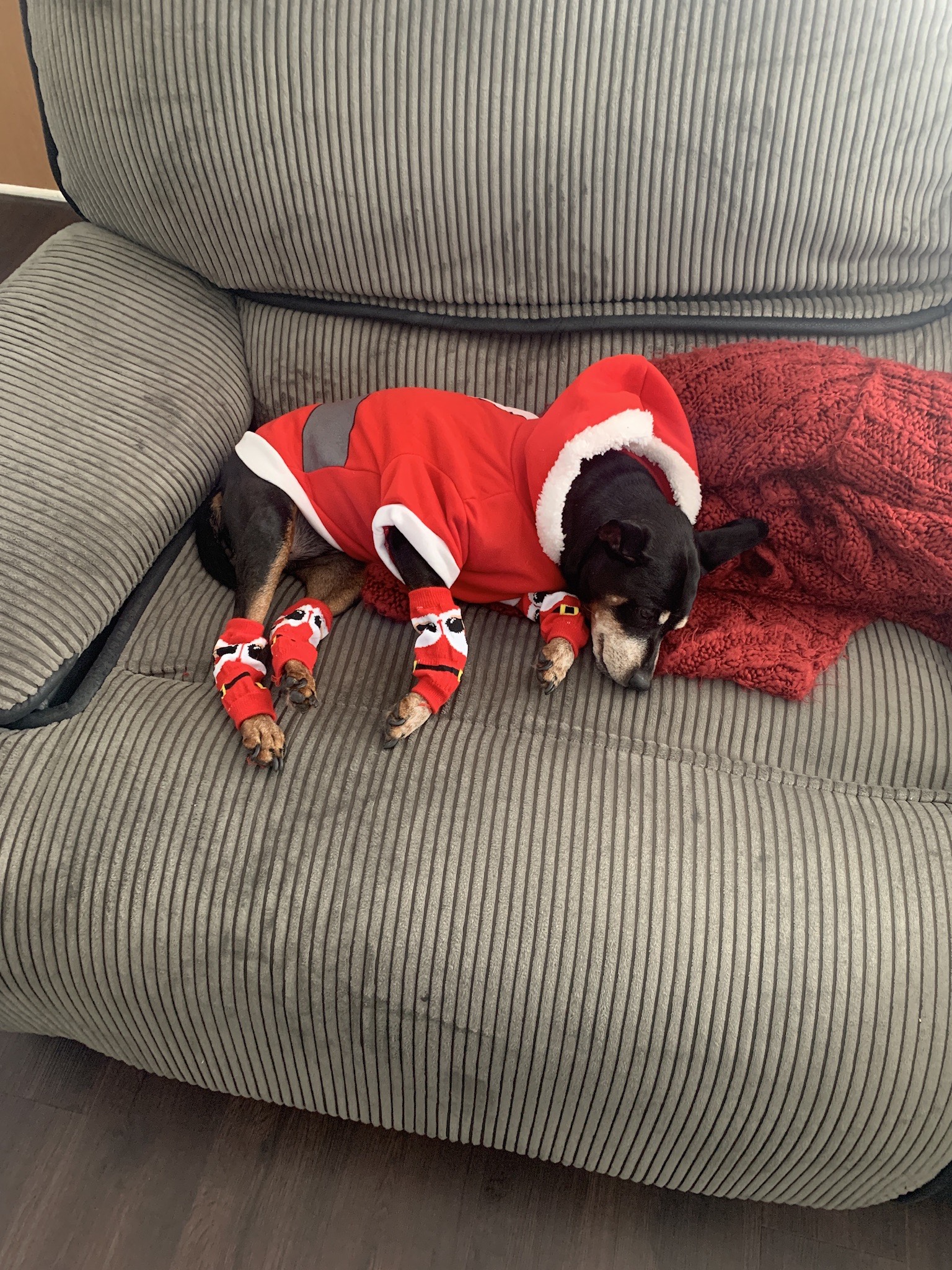 Min-Pin sleeping on the couch in a santa outfit