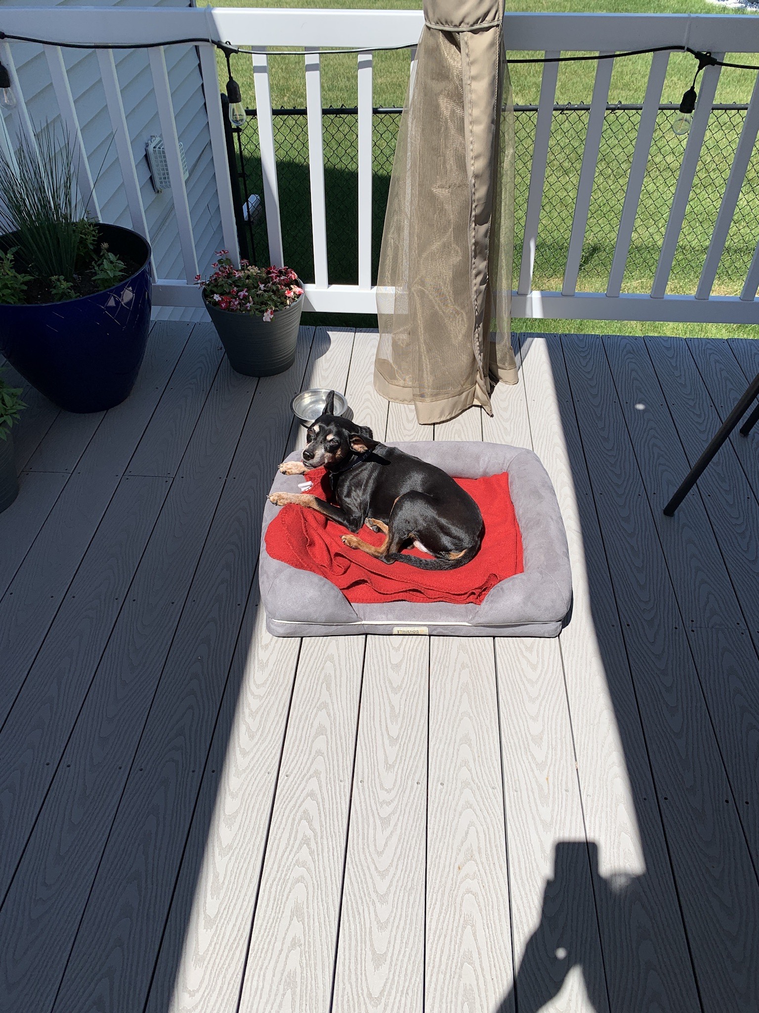 Min-Pin sunbathing outside