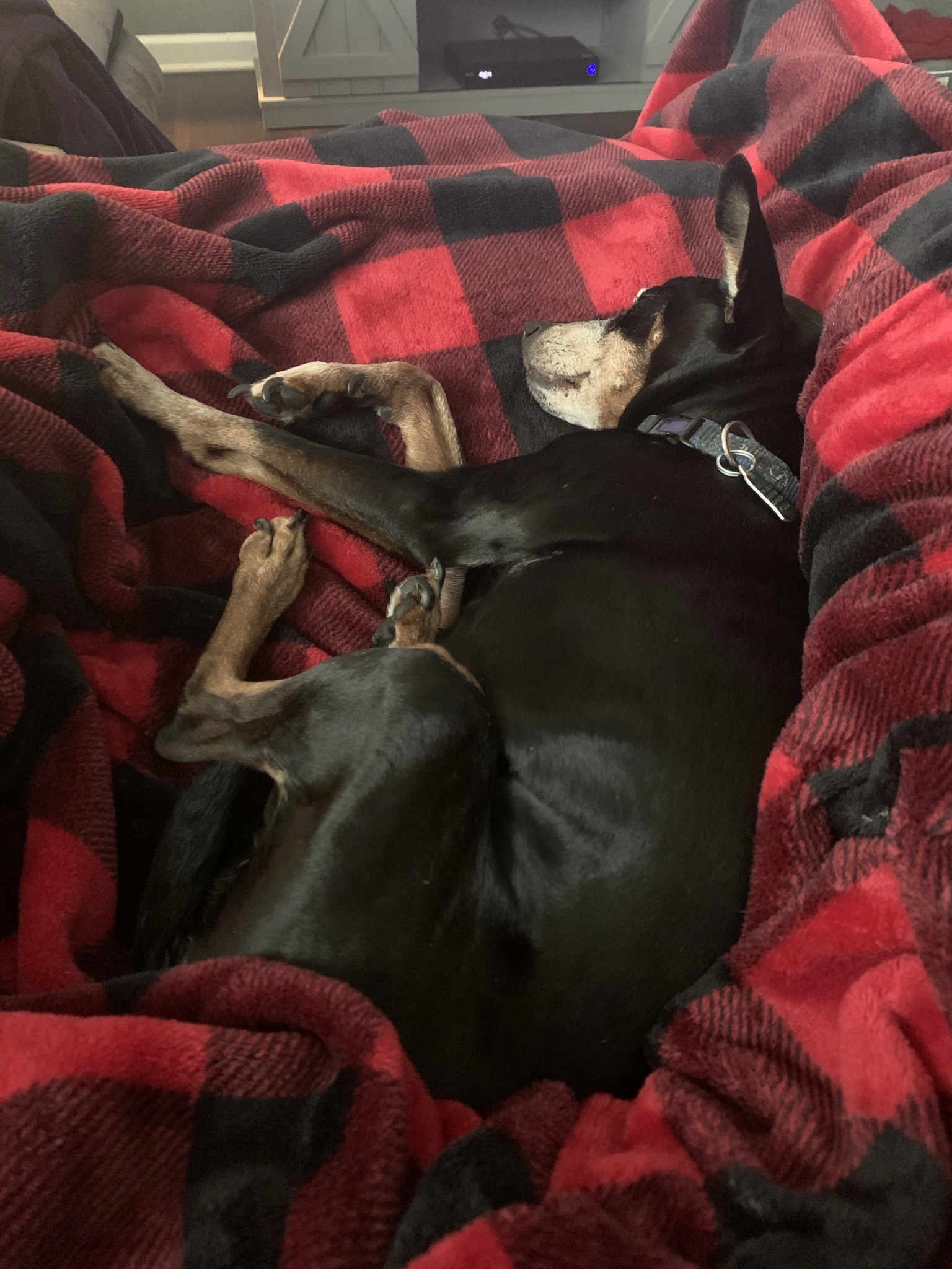 Min-Pin laying on the couch over a blanket