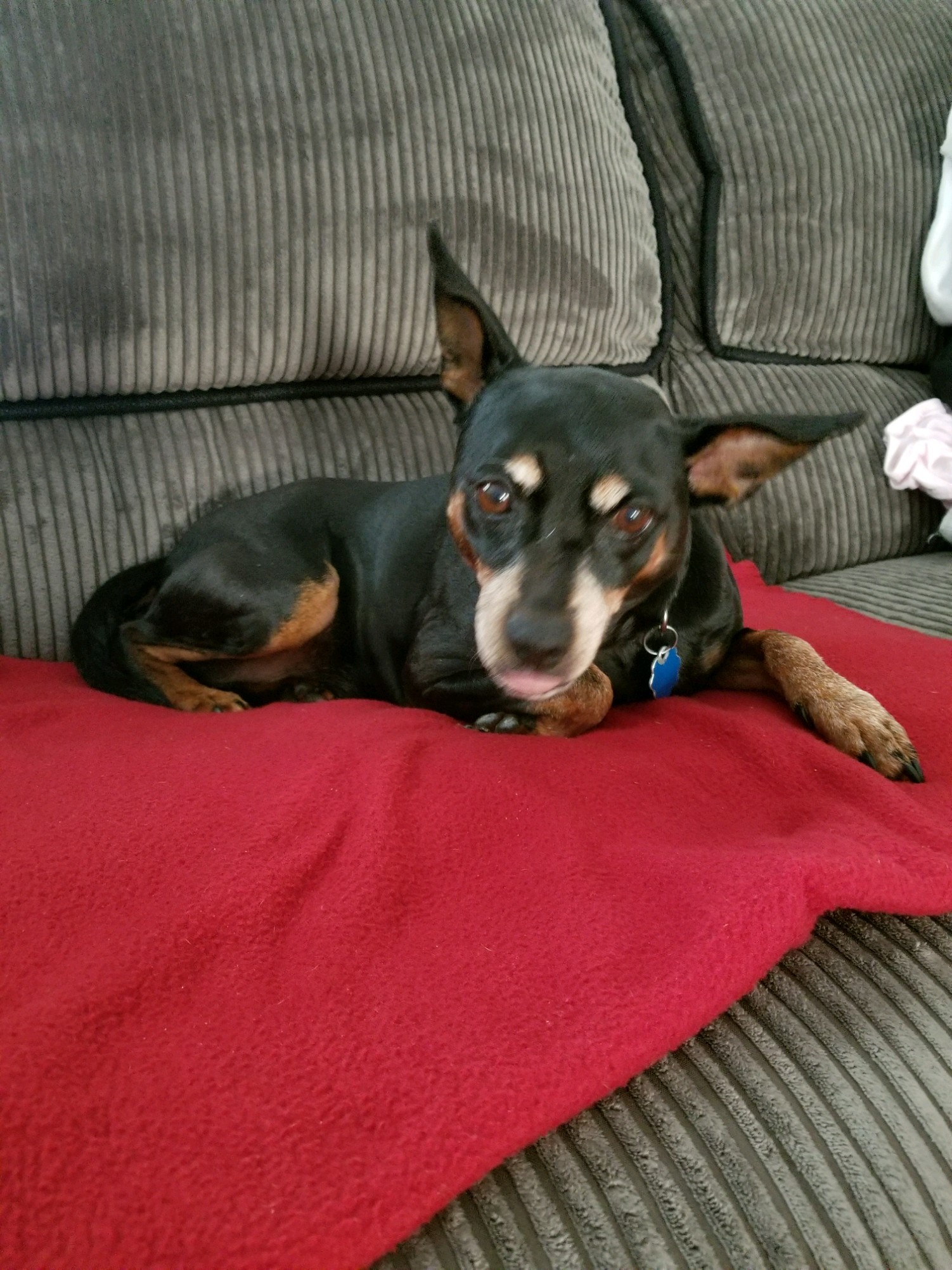 Min-Pin laying on the couch looking alert